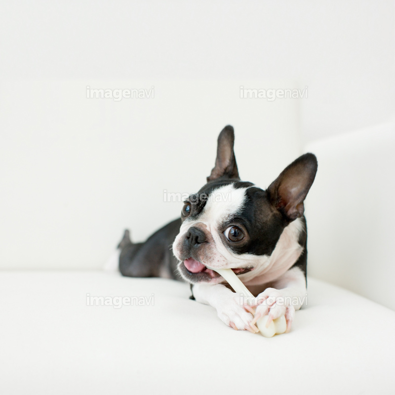 Altテキストだよ